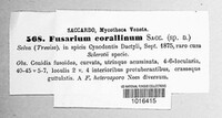 Image of Fusarium corallinum